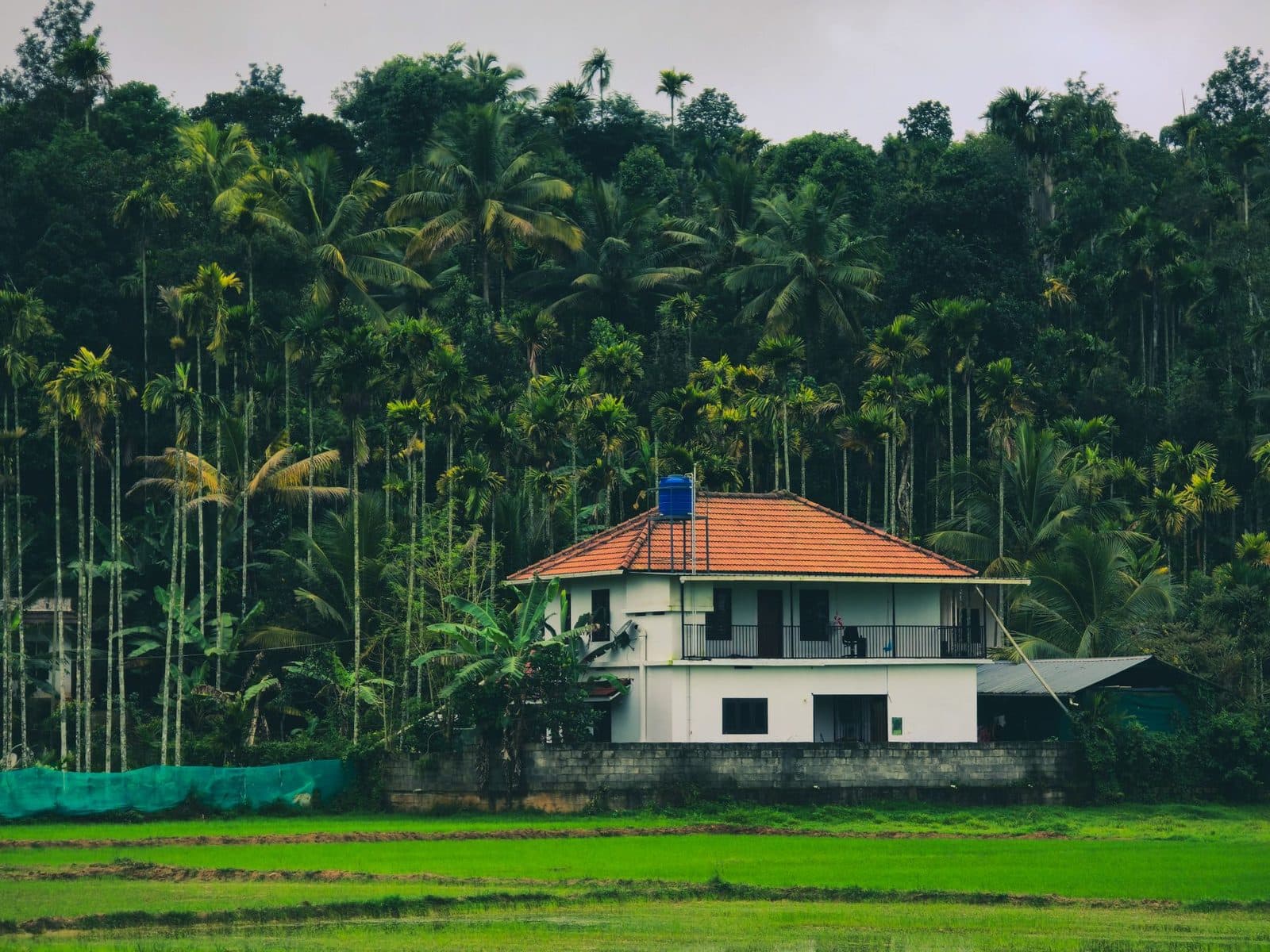 A white two-storey house with a red tiled roof, in front of tall areca palms and above a green paddy field.