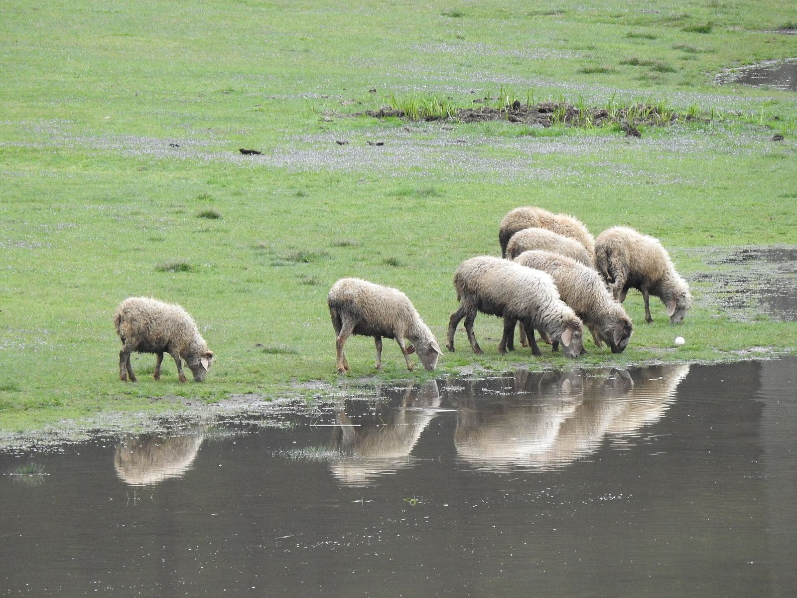 Sheep grazing beside the lake on the meadow at Khajjiar.