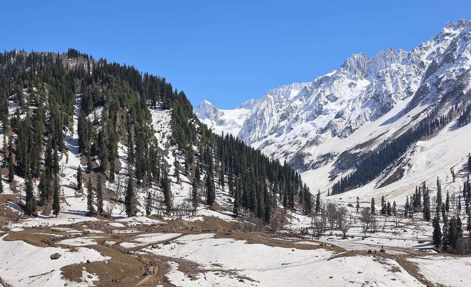 Snow-covered slopes and pine woods below the jagged peaks at Thajiwas, Sonamarg.