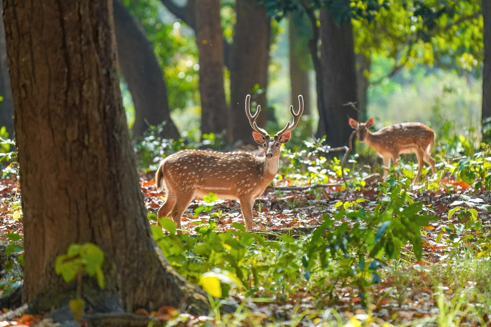 Two spotted deer among the trees and undergrowth of Jim Corbett National Park.