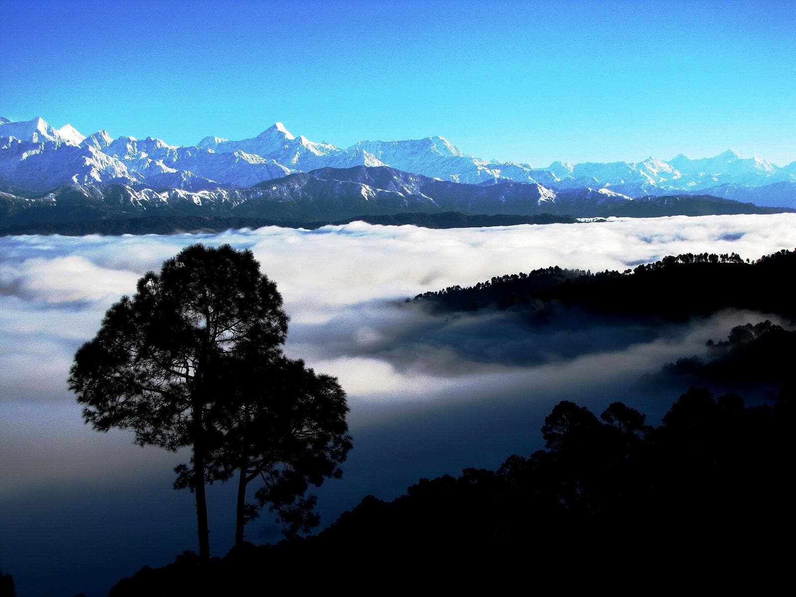 Snow peaks of the Kumaon Himalaya above a sea of cloud, with a tree silhouetted in front.